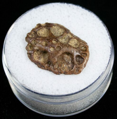 Leidyosuchus Dermal Scute - Cretaceous Crocodilian #11153